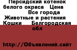 Персидский котенок белого окраса › Цена ­ 35 000 - Все города Животные и растения » Кошки   . Белгородская обл.